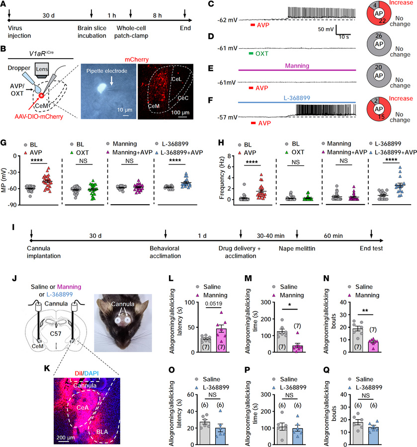 Selective activation of CeMV1aR neurons by AVP-V1aR signaling in caregiv...
