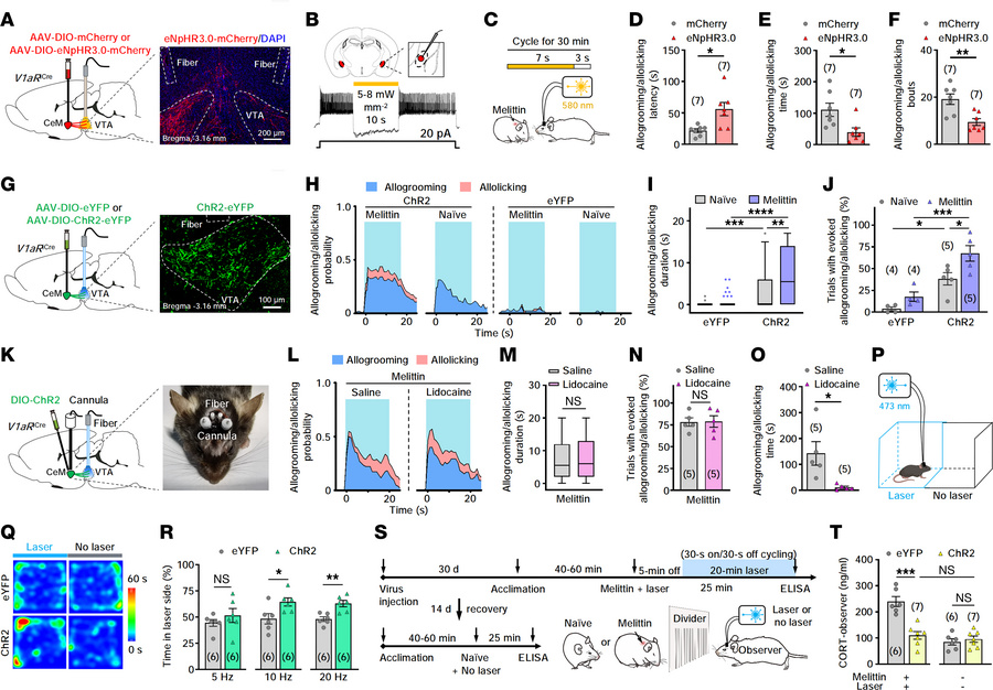 VTA-projecting CeMV1aR neurons promote caregiving-like behavior.
(A) Sch...