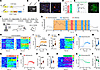 The calcium dynamics of CeMV1aR neurons during different behavioral states.