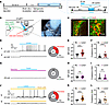 Direct activation of CeMV1aR neurons by AVP release from the PVN.