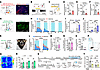 VTA-projecting CeMV1aR neurons promote caregiving-like behavior.