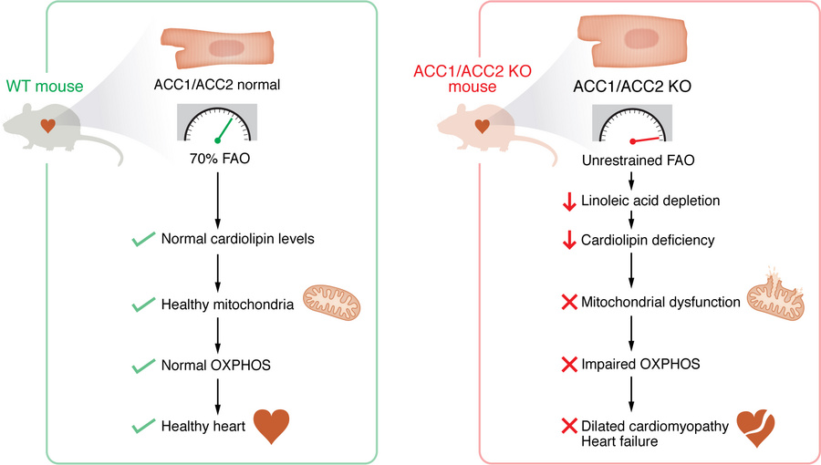 Unrestrained FAO leads to cardiolipin deficiency, mitochondrial dysfunct...