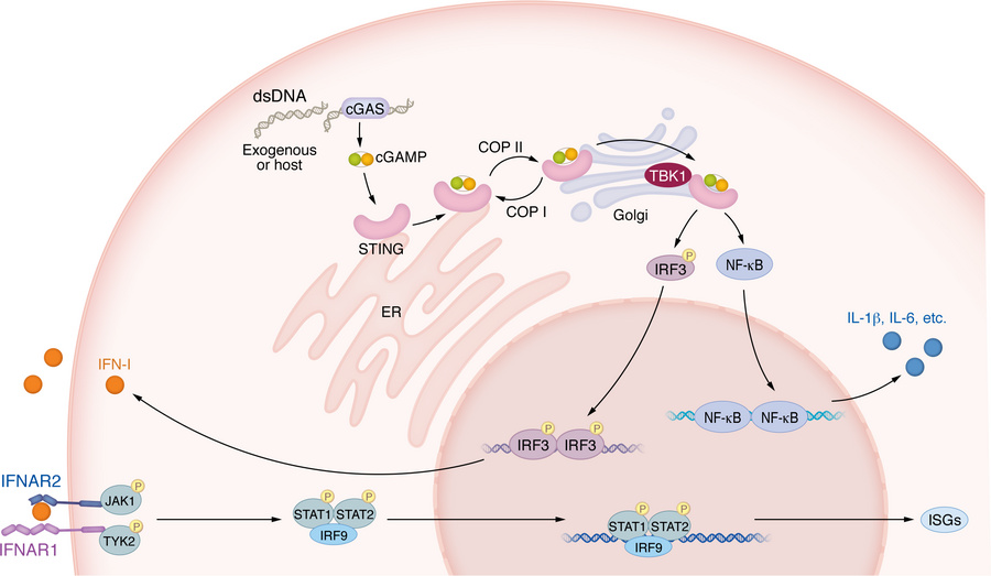 Immune responses following dsDNA sensing by cGAS/STING.
dsDNA derived fr...