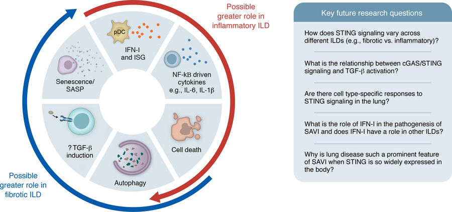 Potential outcomes of STING pathway activation.
The varied consequences ...