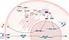 Immune responses following dsDNA sensing by cGAS/STING.