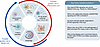 Potential outcomes of STING pathway activation.