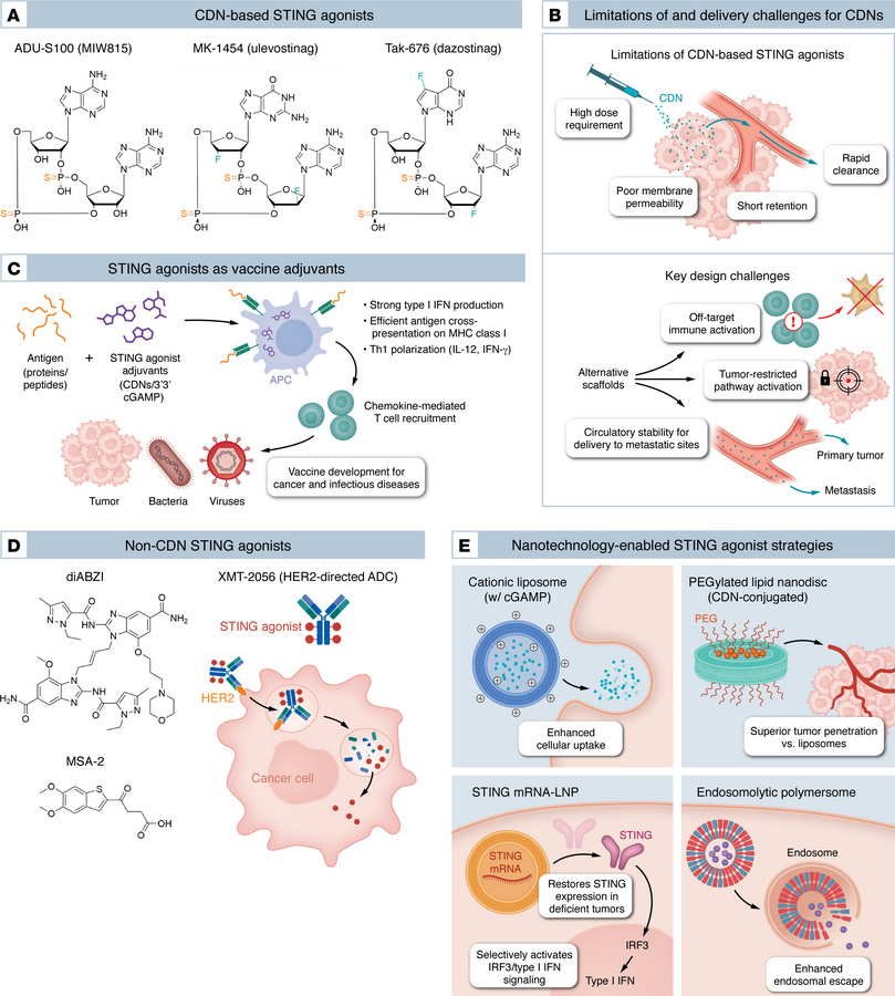 STING agonists in cancer immunotherapy and infectious disease: mechanism...
