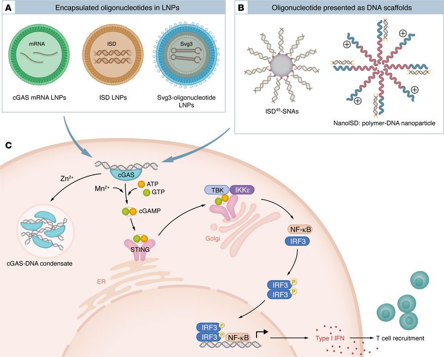 cGAS agonist delivery platforms and intracellular signaling outcomes.
(A...
