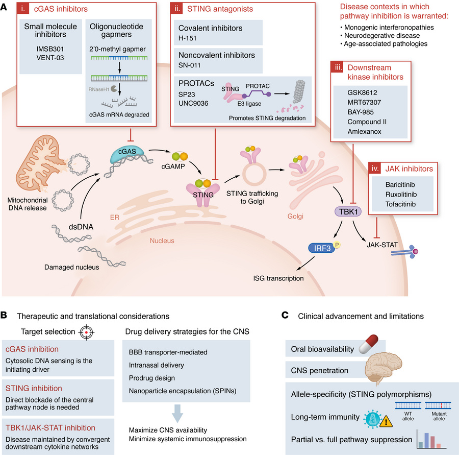 Disease contexts requiring cGAS-STING inhibition, molecular targets, and...