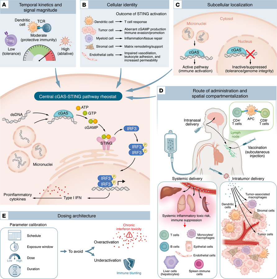 The biological consequences of cGAS-STING activation are shaped by signa...