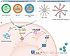 cGAS agonist delivery platforms and intracellular signaling outcomes.