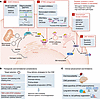 Disease contexts requiring cGAS-STING inhibition, molecular targets, and th
