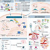 The biological consequences of cGAS-STING activation are shaped by signal m