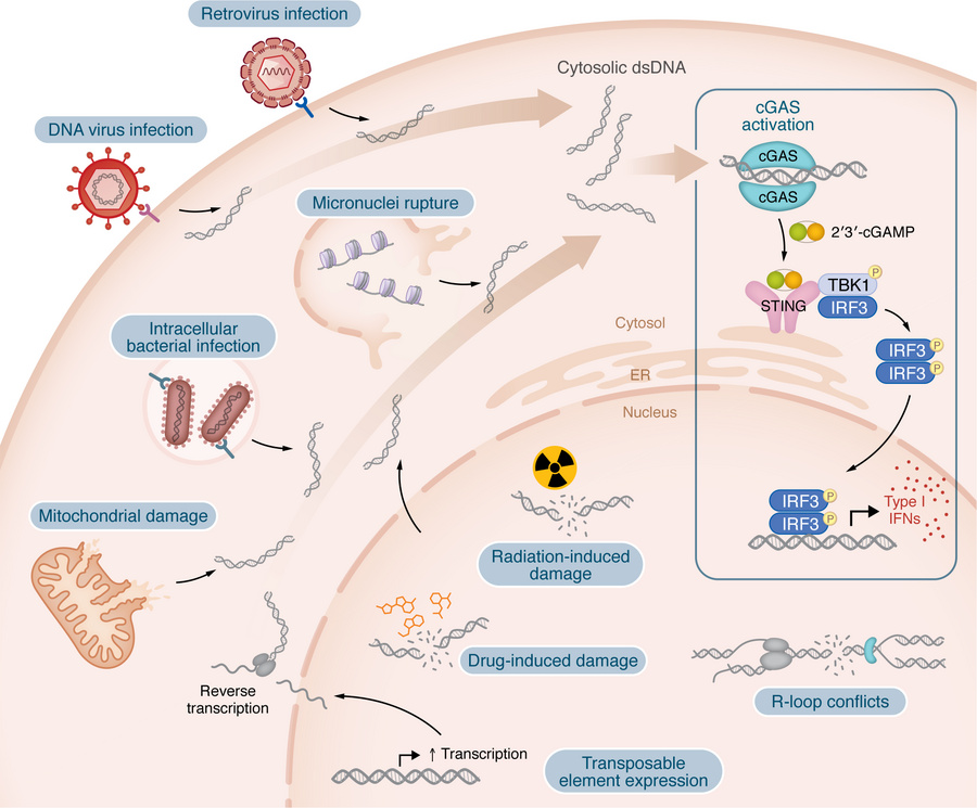 Sources of immunostimulatory DNA.
Cytosolic dsDNA fragments serve as a d...