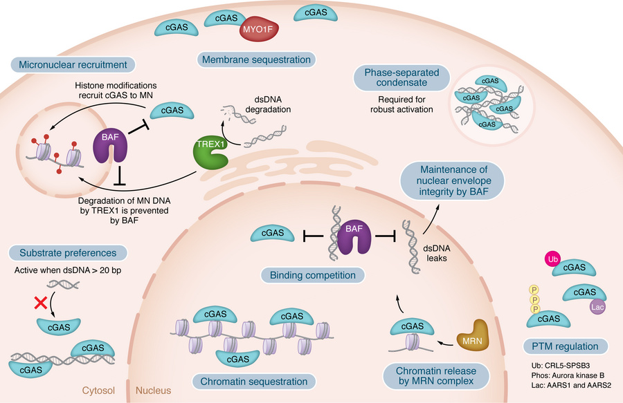 Licensing cGAS: chromatin gating, nuclear envelope integrity, and spatia...