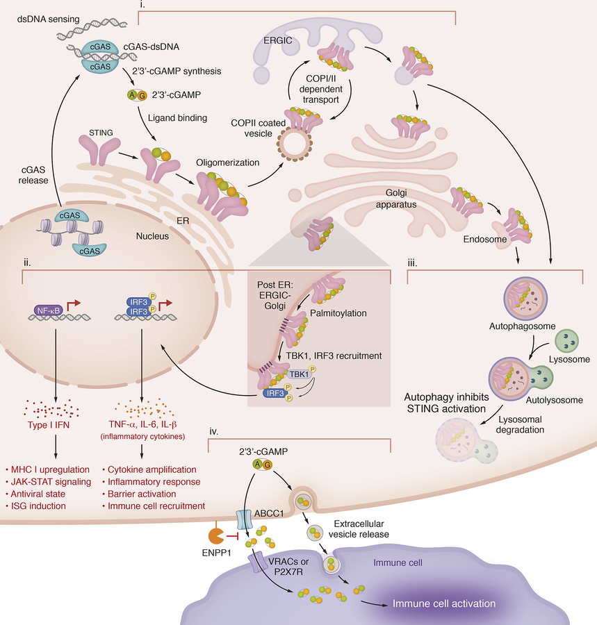 Spatiotemporal regulation and intercellular propagation of STING signali...