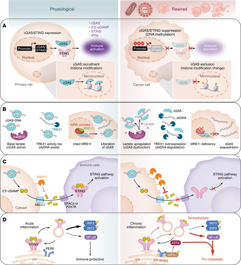 Multilevel rewiring mechanisms of the cGAS/STING pathway in pathological...