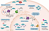 Licensing cGAS: chromatin gating, nuclear envelope integrity, and spatial c