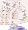 Spatiotemporal regulation and intercellular propagation of STING signaling.