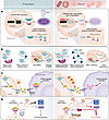 Multilevel rewiring mechanisms of the cGAS/STING pathway in pathological co