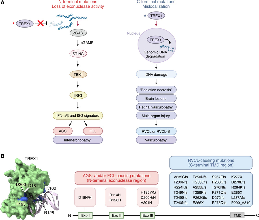 N-terminal mutations in TREX1 cause multi-organ inflammatory diseases, a...