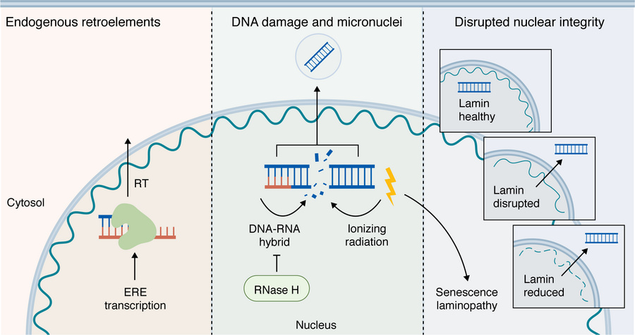 Mechanisms of nuclear DNA release into the cytosol.
When TREX1 is absent...