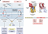 Spontaneous activation of STING occurs with disease-causing STING gain-of-f