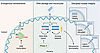 Mechanisms of nuclear DNA release into the cytosol.