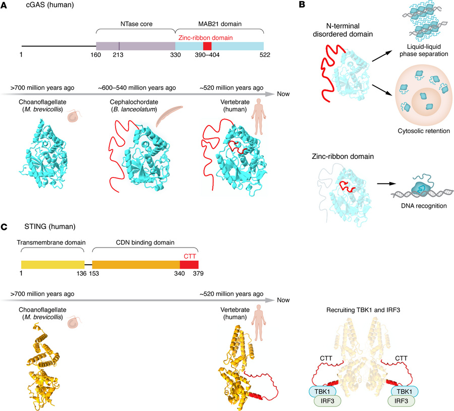 Evolutionary diversification of the cGAS-STING pathway.
(A) Evolutionary...
