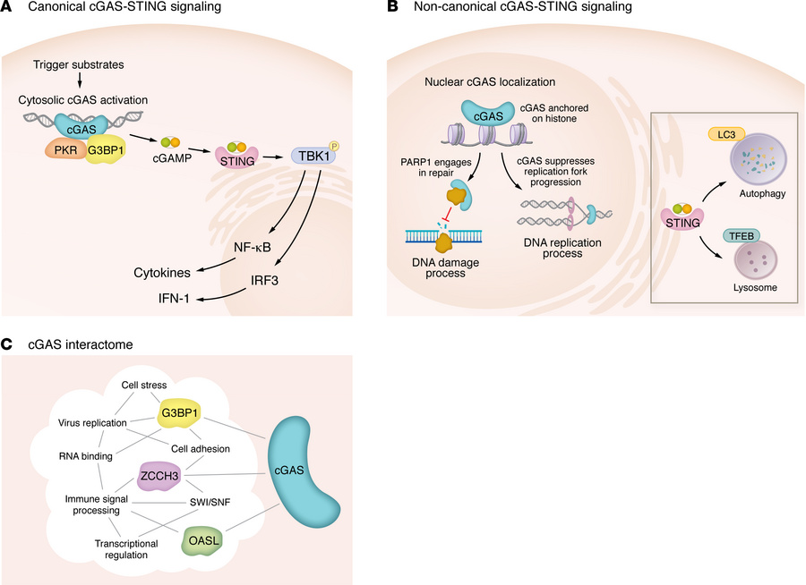 Canonical and noncanonical functions of the cGAS-STING pathway.
(A) In t...