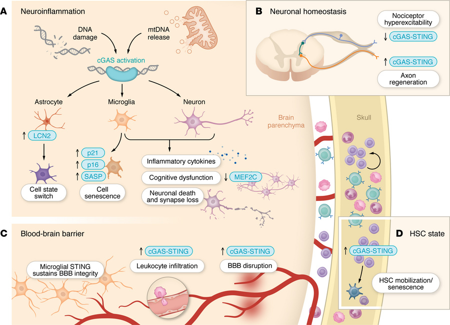 Cellular roles of the cGAS-STING pathway in the nervous system.
(A) In n...
