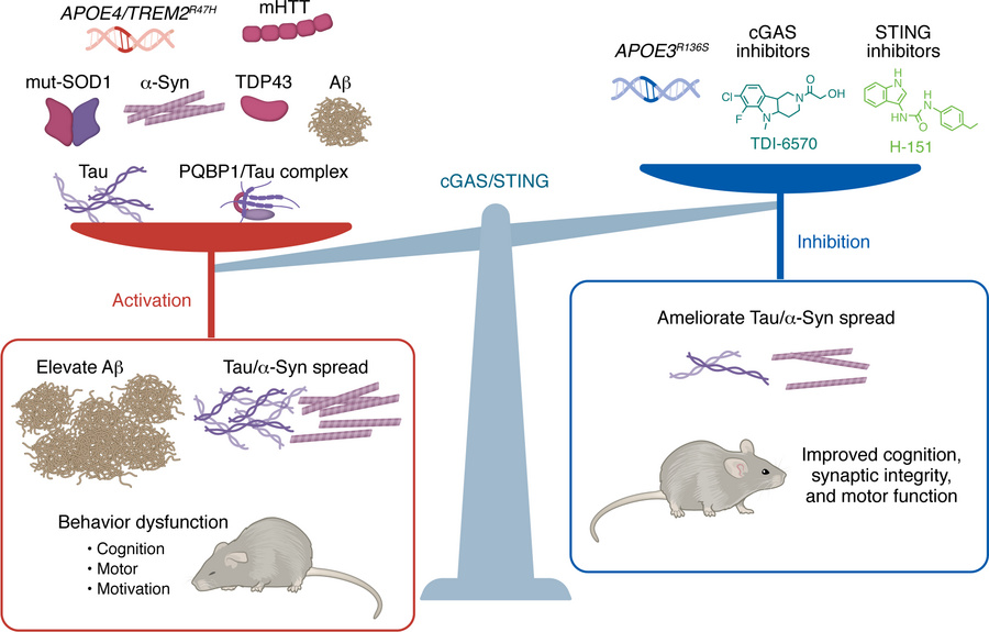 cGAS-STING signaling in neurodegenerative diseases.
A broad spectrum of ...