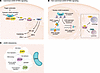 Canonical and noncanonical functions of the cGAS-STING pathway.