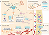 Cellular roles of the cGAS-STING pathway in the nervous system.