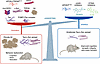 cGAS-STING signaling in neurodegenerative diseases.
