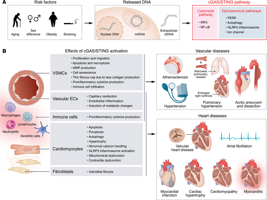 The cGAS/STING pathway and cardiovascular diseases.
(A) Risk factors ass...