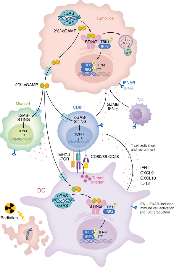 cGAS-STING–mediated orchestration of antitumor immunity.
Aberrant DNA de...