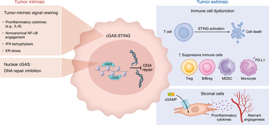 Protumorigenic cGAS/STING signaling in cancer.
Persistent cGAS-STING sig...