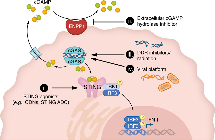 Therapeutic targeting of cGAS-STING for cancer treatment.
Multiple strat...
