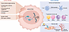 Protumorigenic cGAS/STING signaling in cancer.