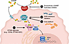 Therapeutic targeting of cGAS-STING for cancer treatment.