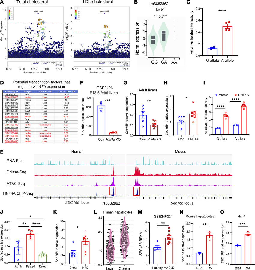 Association between SNPs in SEC16B gene and plasma cholesterol in humans...