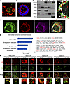 SEC16B localizes to ER-LD contact sites and controls protein targeting to L