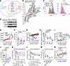 LINGO1-targeted opicinumab-MMAE ADCs show anti–Ewing sarcoma efficacy with