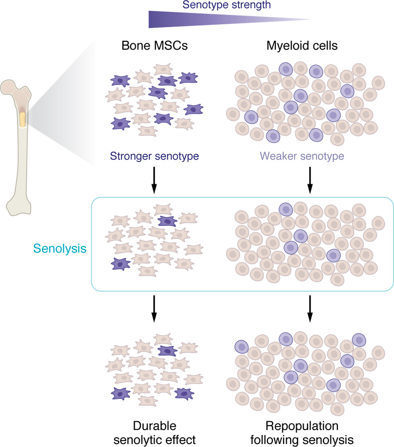 Differences in senotype and senolytic responsiveness between mesenchymal...