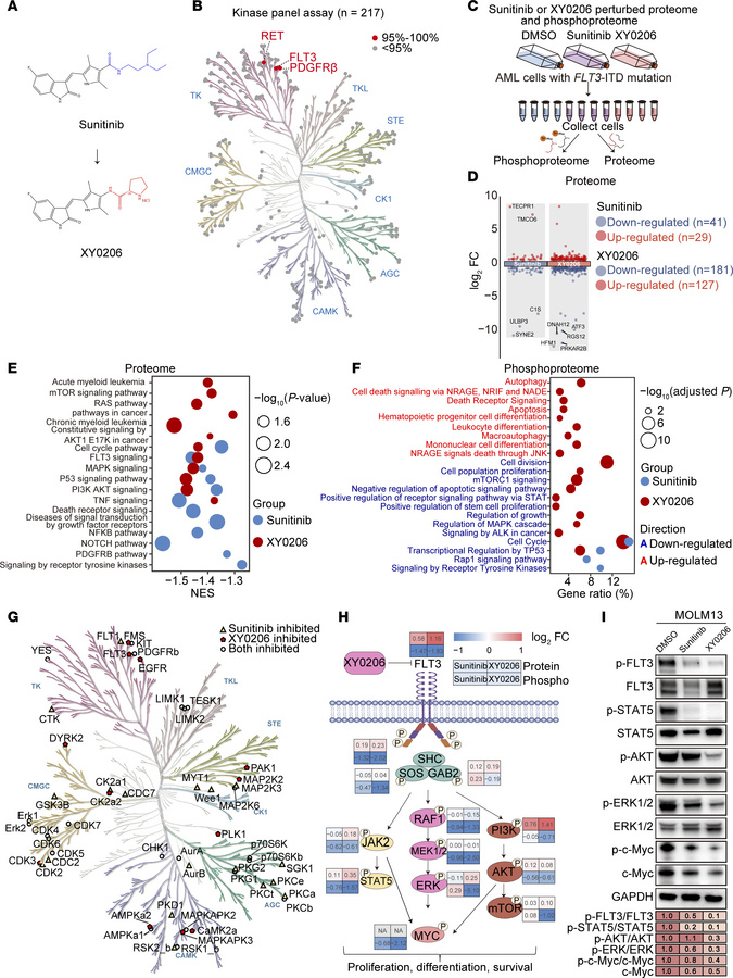 Biochemical and multi-omics profiling define an FLT3-centered inhibitory...