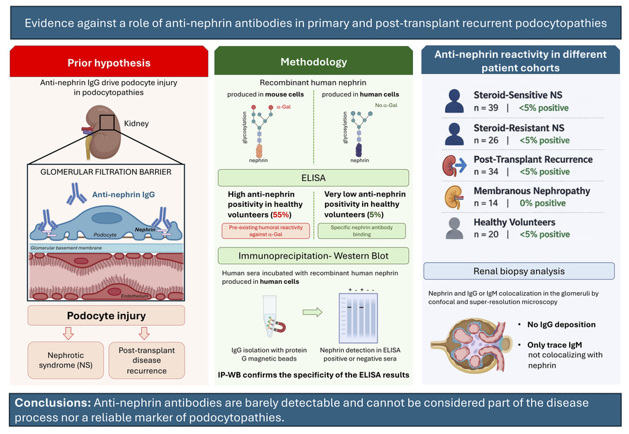 graphical abstract