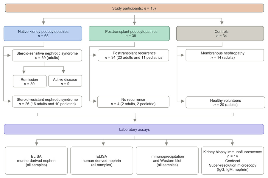 Study flow diagram.
A total of 137 participants were included across 2 p...