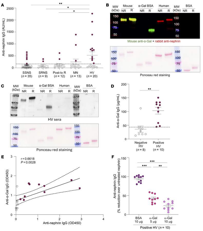 Anti-nephrin antibody detection by ELISA and anti–α-Gal antibody cross-r...