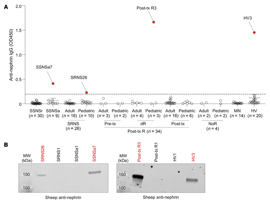 Anti-nephrin antibody detection by ELISA and immunoprecipitation using h...